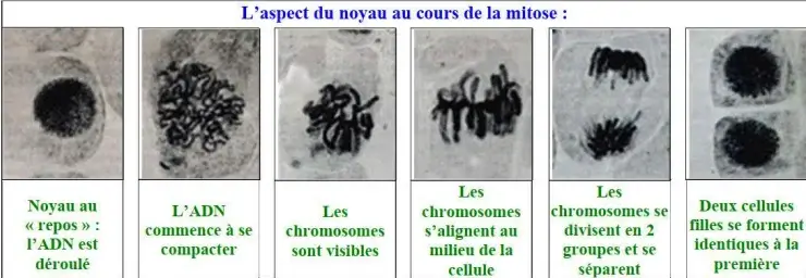 Nature de l’information génétique